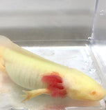 Confirmed Adult Male Super GFP Albino #1