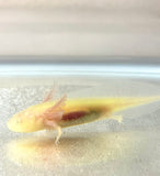 Fluffy Gilled GFP Albino Baby #4