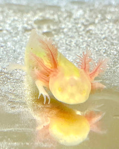 (SPECIAL NEEDS BABY) GFP Albino Axolotl (READ SPECIAL DISCLAIMER) PET ONLY!