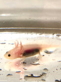 Freckled Lucy/Leucistic #3