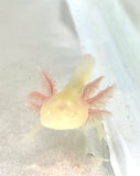 Fluffy Gilled GFP Albino Baby #3
