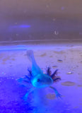 GFP Melanoid Axolotl #5