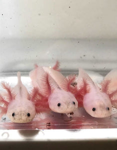 Ivy’s Choice Pink Lucy baby with Fluffy Gills! (2.5-4 inches) NEW LATE January 2022 WAITLIST! LIMITED SPOTS!