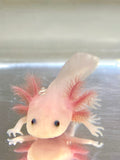Fluffy Gilled Clean Leucistic (Lucy) #3