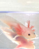 Ivy’s Choice Clean Lucy baby with Fluffy Gills! (2.5-4 inches) NEW May-June 2021 WAITLIST! LIMITED SPOTS!