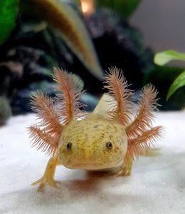 Ivy's Choice Bronzed Copper Axolotl (5 inches)