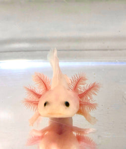 Clean Pink Lucy/Leucistic Axolotl #1