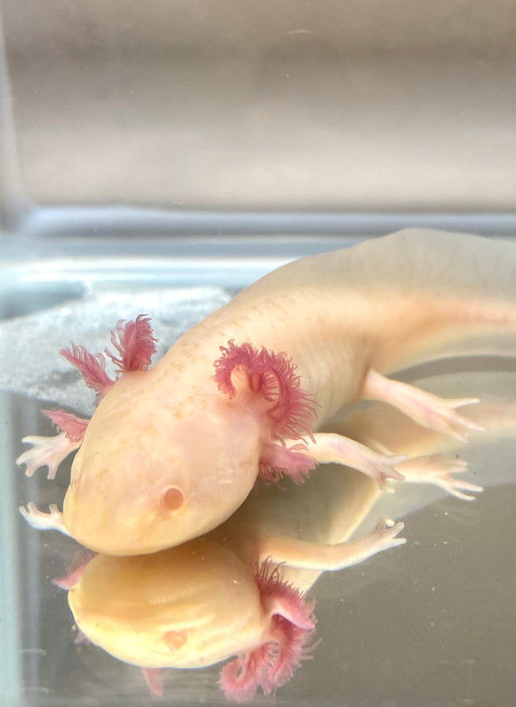 Sub Adult Pink Eyed Albino Melanoid #1