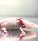 Confirmed Female Melanoid Albino #1