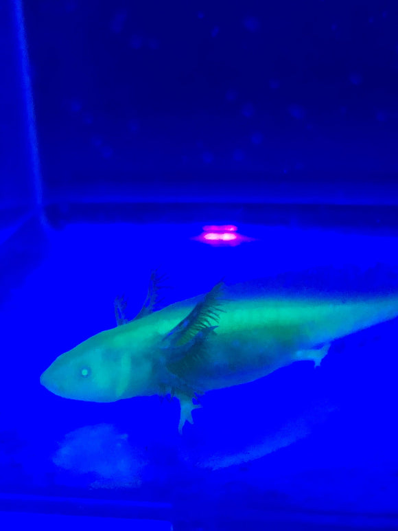 Ivy’s Choice SUPER GFP Sunrise Golden Albino baby (3-4.5 inches) LIMITED STOCK!