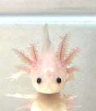 Clean Lucy/Leucistic baby #11