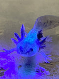 GFP Wild Type Baby Axolotl #6