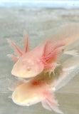 Long Gilled White Albino Baby #1