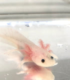 Freckled Leucistic (Lucy) #1