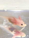 Clean Lucy/Leucistic (Lucy) #7