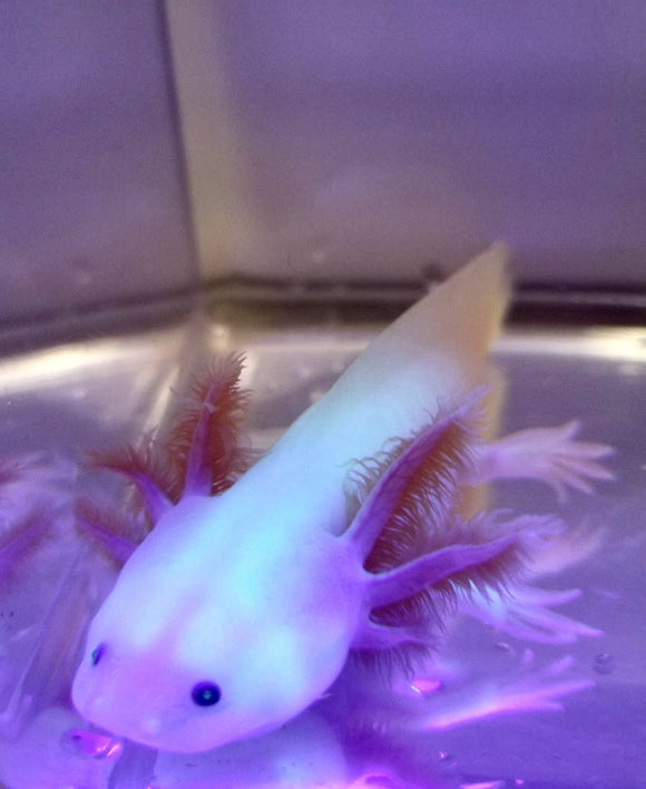 Ivy's Choice Highlight GFP Lucy with Fluffy Gills! (2.5-3.5 inches) NEW December 2021 Waitlist! Limited Spots!