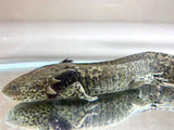 Green Adult Male Hybrid Axolotl/Andersoni #1 (HOLDBACK COLLECTION)(ULTRA RARE)