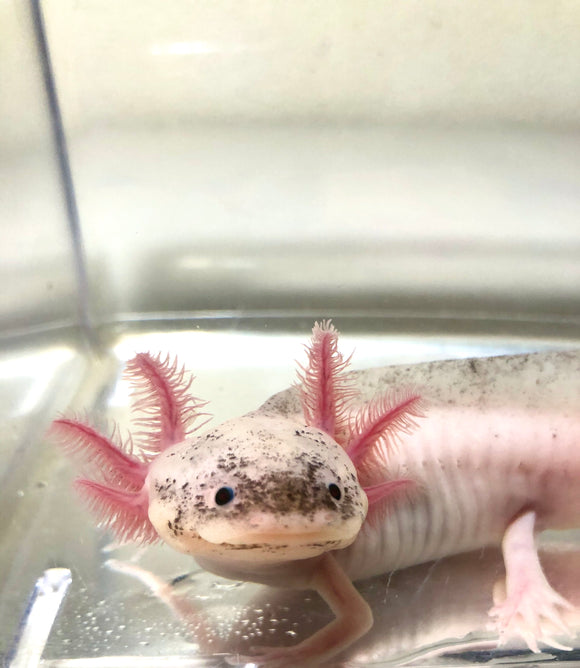 Masked Dirty Blue Gilled Lucy/Leucistic #1 (Super Rare)
