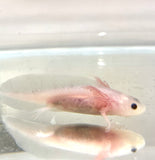 Clean Lucy/Leucistic baby #14