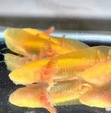 Ivy’s Choice Sunrise Golden Albino baby (3-4.5 inches) LIMITED STOCK ONLY!