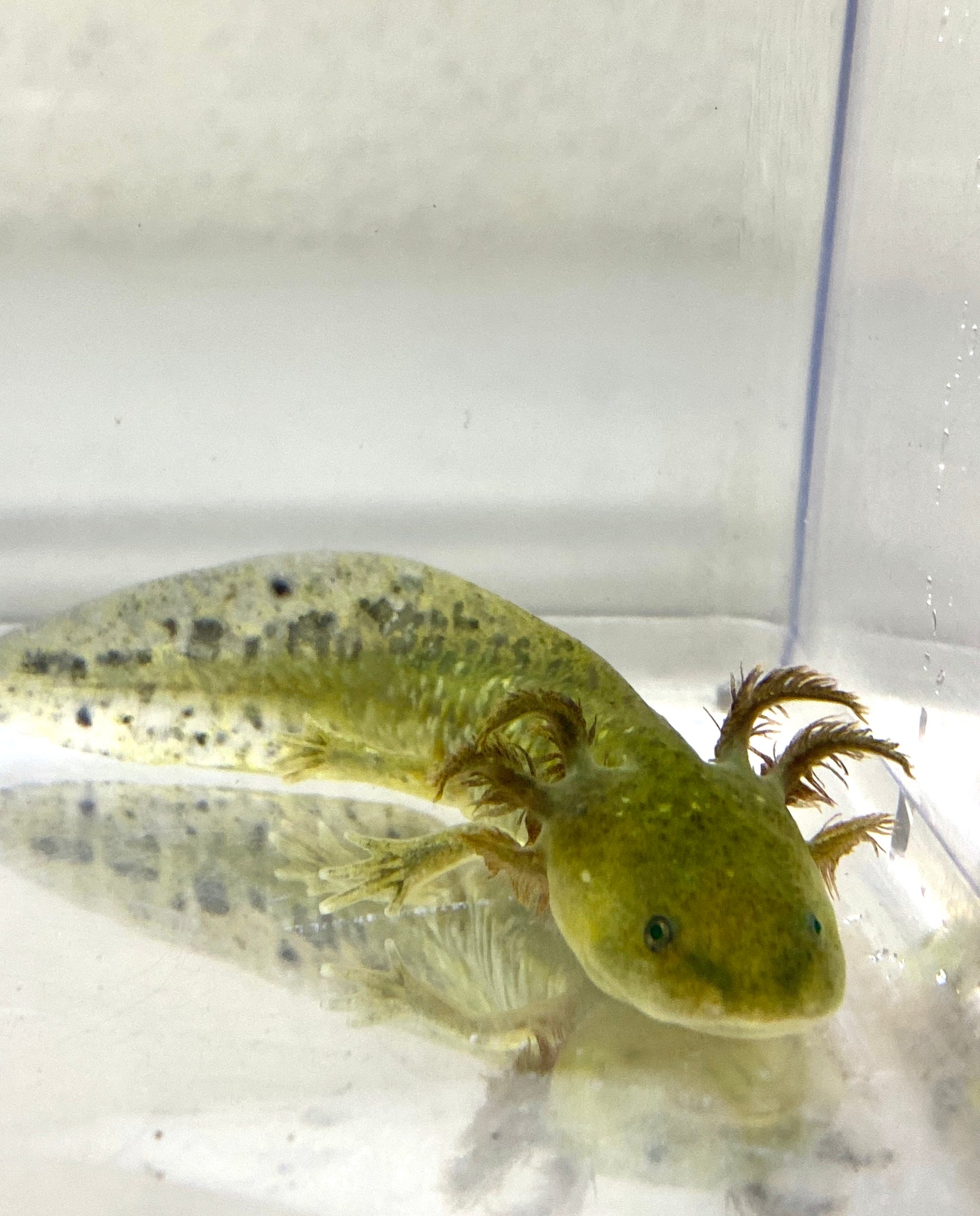 the PET FACTORY Newt and Axolotl Baby Food – AQUATANA