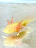 Fluffy Gilled GFP Albino Baby #1