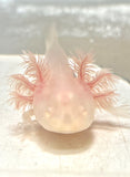 Ivy’s Choice White Albino baby with Fluffy Gills! (2.5-4 inches) LIMITED STOCK!