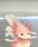 Fluffy Gilled Clean Leucistic (Lucy) #3