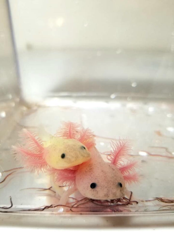 Freckled GFP blue gill Lucy/Leucistic Axolotl #Reserved