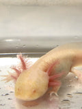 Ivy’s Choice Yellow Melanoid Albino baby with Fluffy Gills! (4-6 inches) LIMITED STOCK