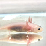 Clean Lucy/Leucistic baby #25