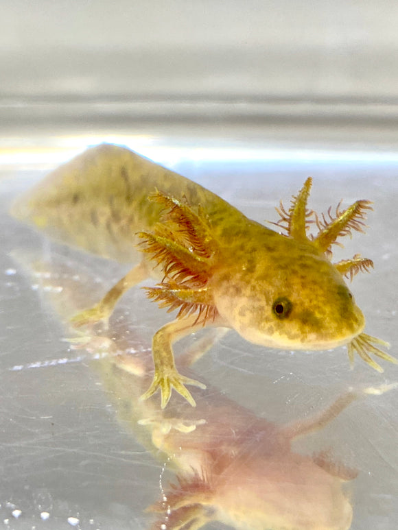 Fluffy Gilled Bronzed Copper Axolotl Baby #1