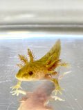 Fluffy Gilled Bronzed Copper Axolotl Baby #1