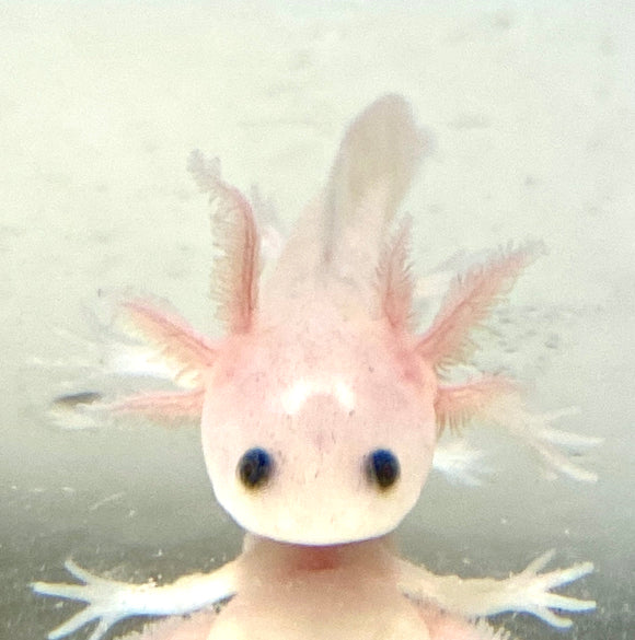 Clean Lucy/Leucistic baby #22