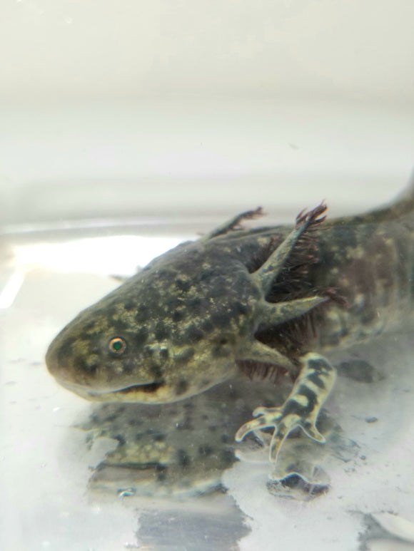 Adult Male GFP Green Hybrid Axolotl/Andersoni (SUPER RARE)
