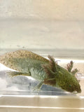 GFP High Iridophore Green Wild Sub Adult #3 (6.5-inches)