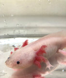 Male Dirty Lucy/Leucistic #4