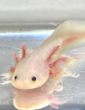 Blue Gilled Sub Adult Leucistic (Lucy) #1