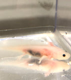 Fused Gill Clean Leucistic (Lucy) #2 PET ONLY READ DISCLAIMER