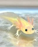 GFP Melanoid Lucy (No Eye Rings) (READ SPECIAL DISCLAIMER) PET ONLY!