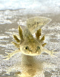 GFP Wild Type Baby Axolotl #6