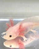 Fluffy Gilled Clean Leucistic (Lucy) #4