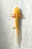 Ivy’s Choice SUPER High Irridophores GFP Sunrise Golden Albino (SUPER RARE) LIMITED STOCK ONLY!