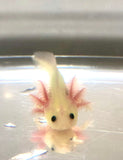 GFP Lucy/Leucistic Axolotl #3