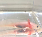 Slightly Freckled Leucistic (Lucy) #5