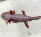 Adult Male Pink Lucy/Leucistic #1