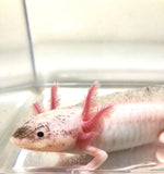 Masked Dirty Blue Gilled Lucy/Leucistic #1 (Super Rare)