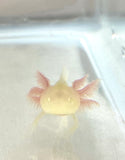Fluffy Gilled GFP Albino Baby #3