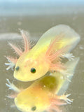 Highlight GFP Lucy with Fluffy Gills! (2.5-4 inches)
