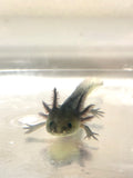GFP Melanoid Axolotl #3